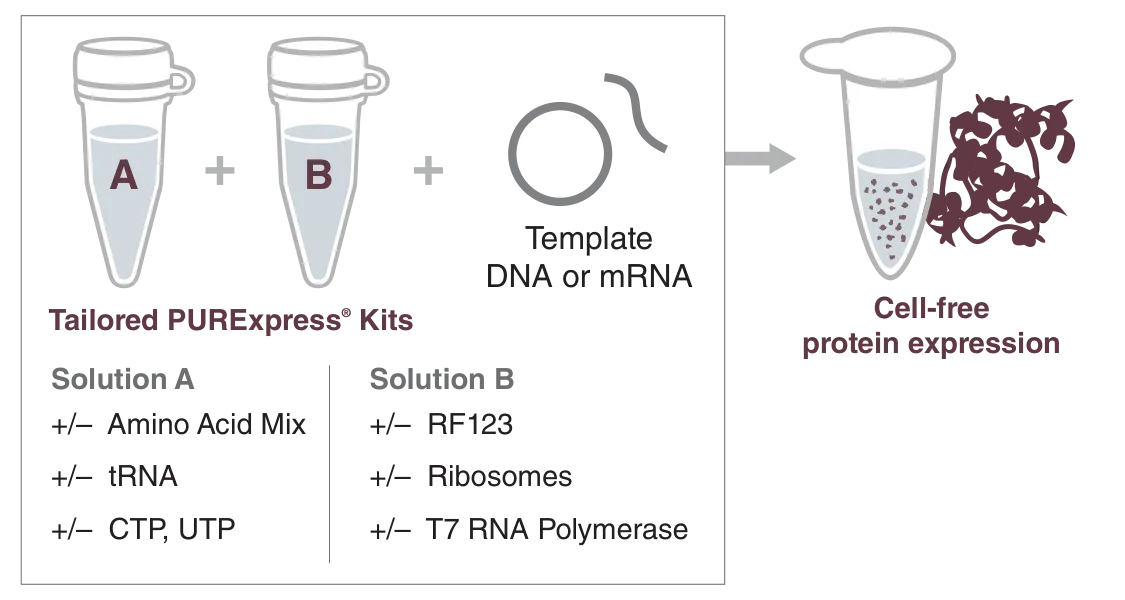 Diagram of tailored PURExpress® Kits for cell-free protein expression