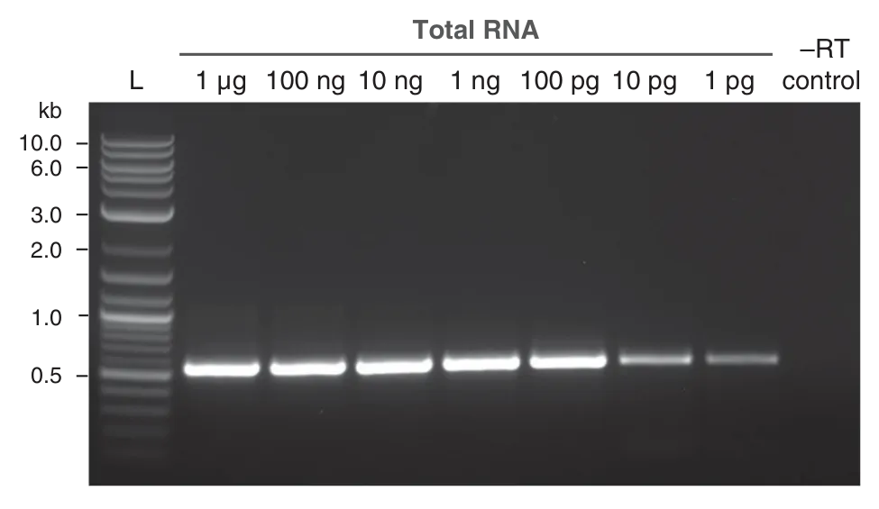 Gel depicting high quality cDNA generated by ProtoScript® II Reverse Transcriptase, even with low starting RNA