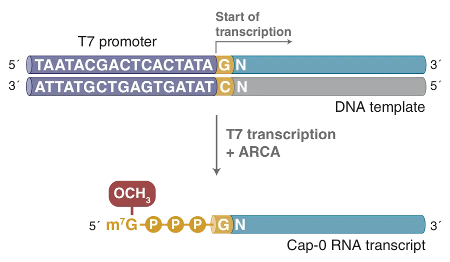 Overview of T7 transcription with ARCA capping