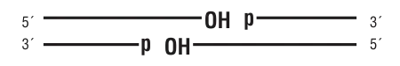 dsDNA substrate for ligase selection:5´ [ straight line ] OH   p [ straight line ] 3´3´ [ straight line ] p  OH [ straight line ]  5´