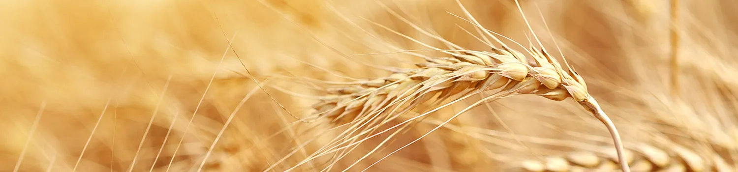 Closeup of wheat stalk, representing agricultural biology – AgBio