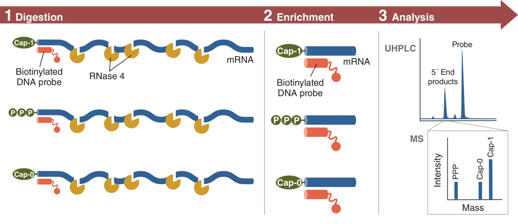 RNase 4 workflow: Digestion, enrichment and analysis