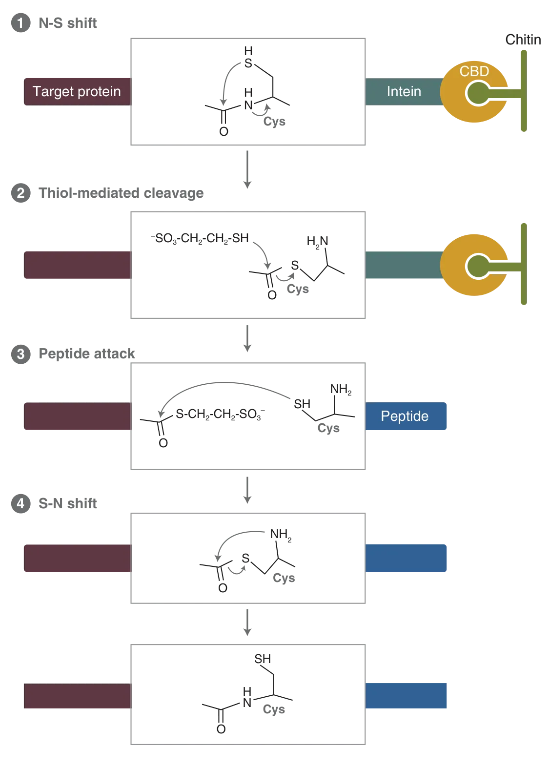 Intein-mediated protein ligation (IPL) workflow
