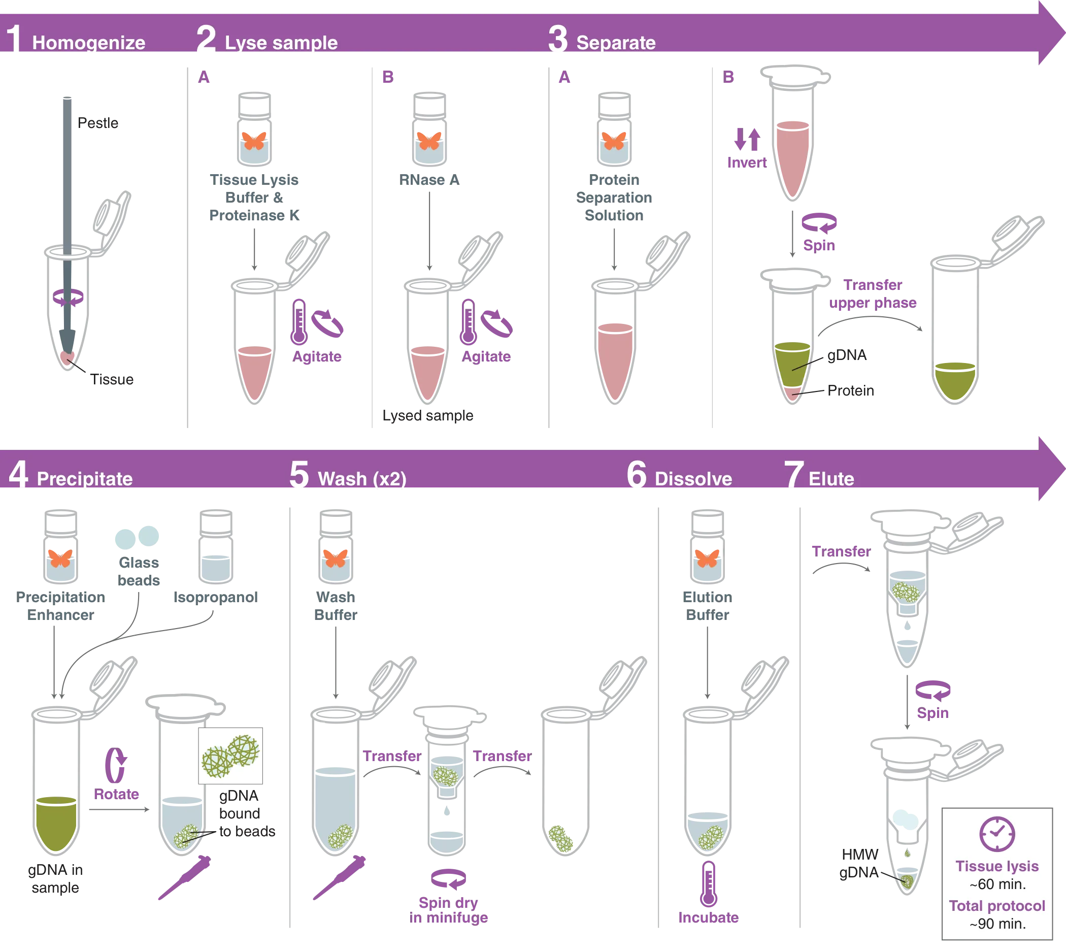 Workflow for Monarch® HMW DNA Extraction Kit for Tissue