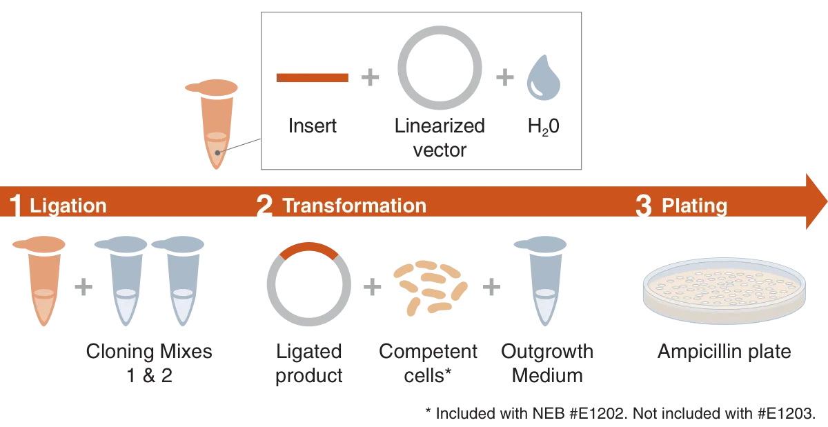 PCR Cloning Kit workflow