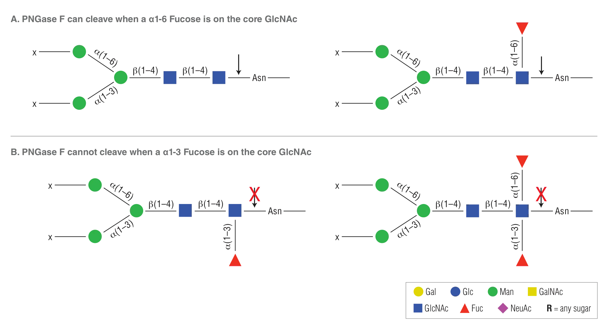 Diagram of detailed specificity of PNGase F