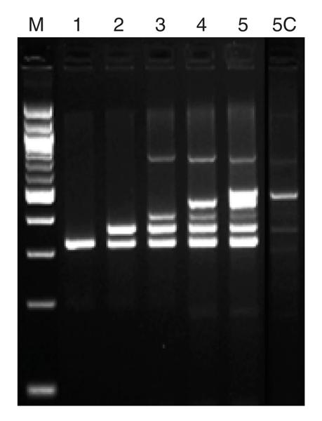ET SSB gel for multiplex PCR