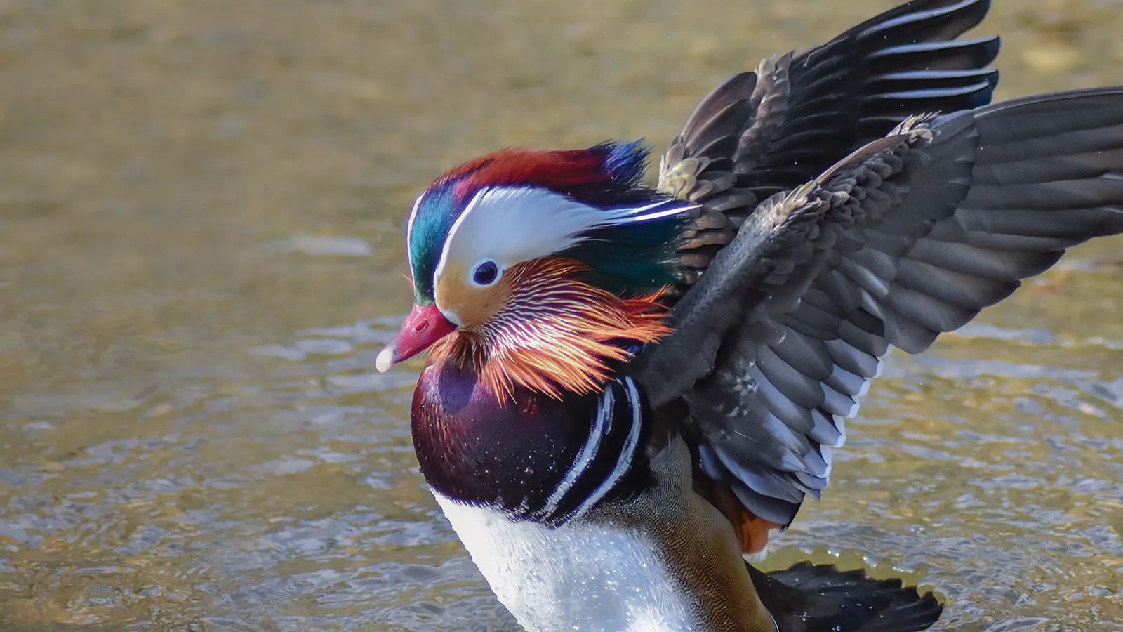Mandarin duck with wings spread, landing in water