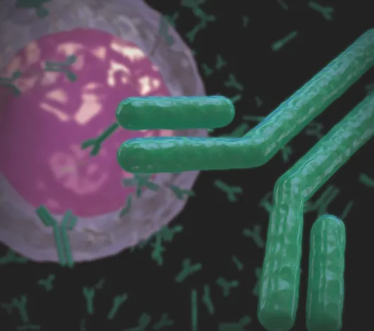 B lymphocyte white blood cell producing antibodies