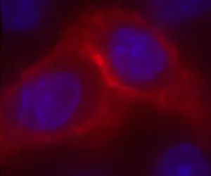 CHO-K1 cells with pCLIP-NK1R
