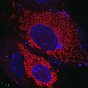 COS-7 expressing mitochondrial cytochrome oxidase 8A-SNAP – COX8A-SNAP