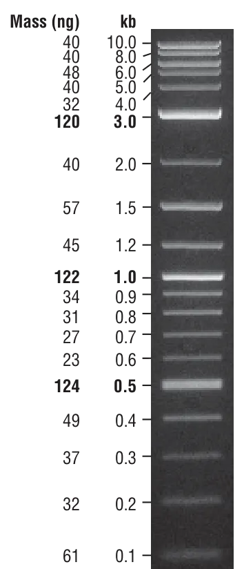 1 kb Plus DNA Ladder