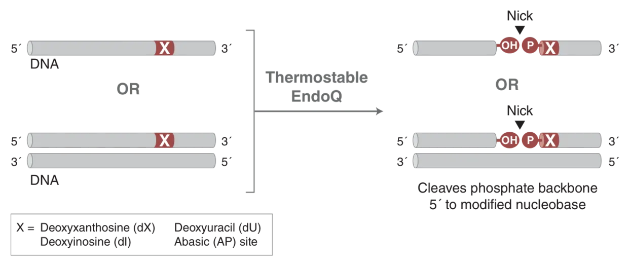 Mechanism for Thermostable Endonuclease Q