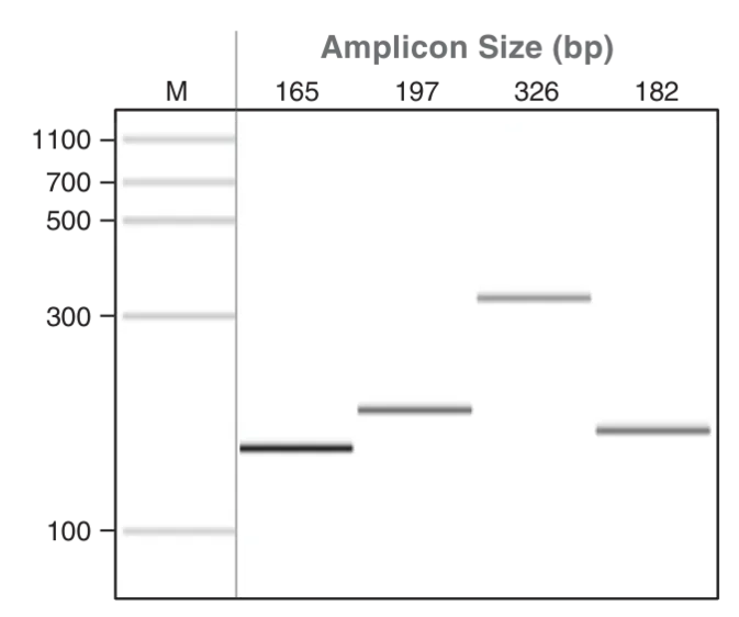 Gel depicting amplification performance for FFPE DNA