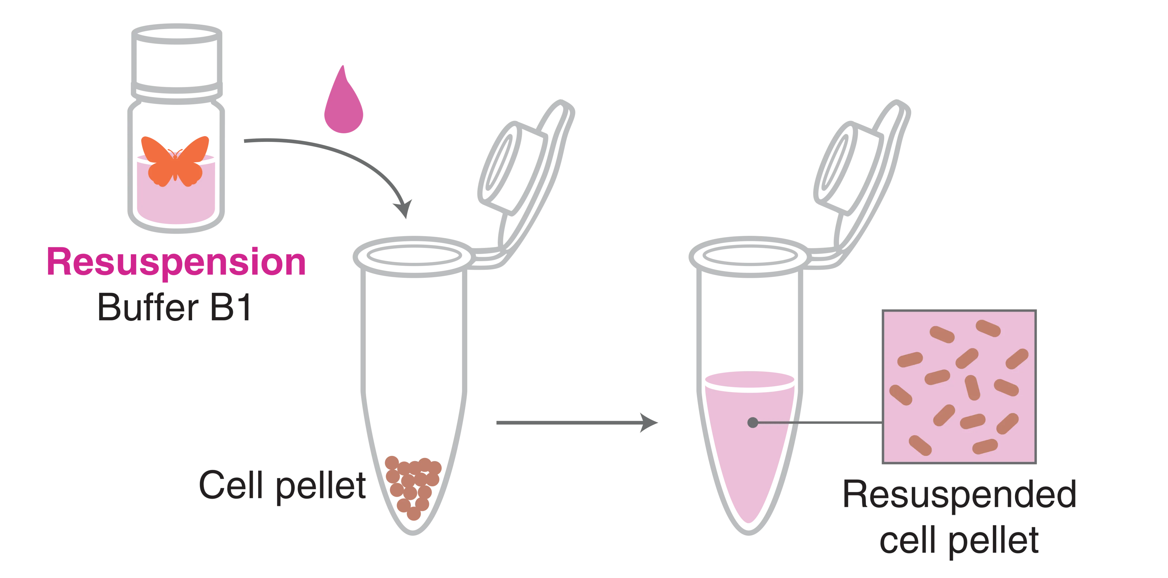 Infographic showing the resuspension step