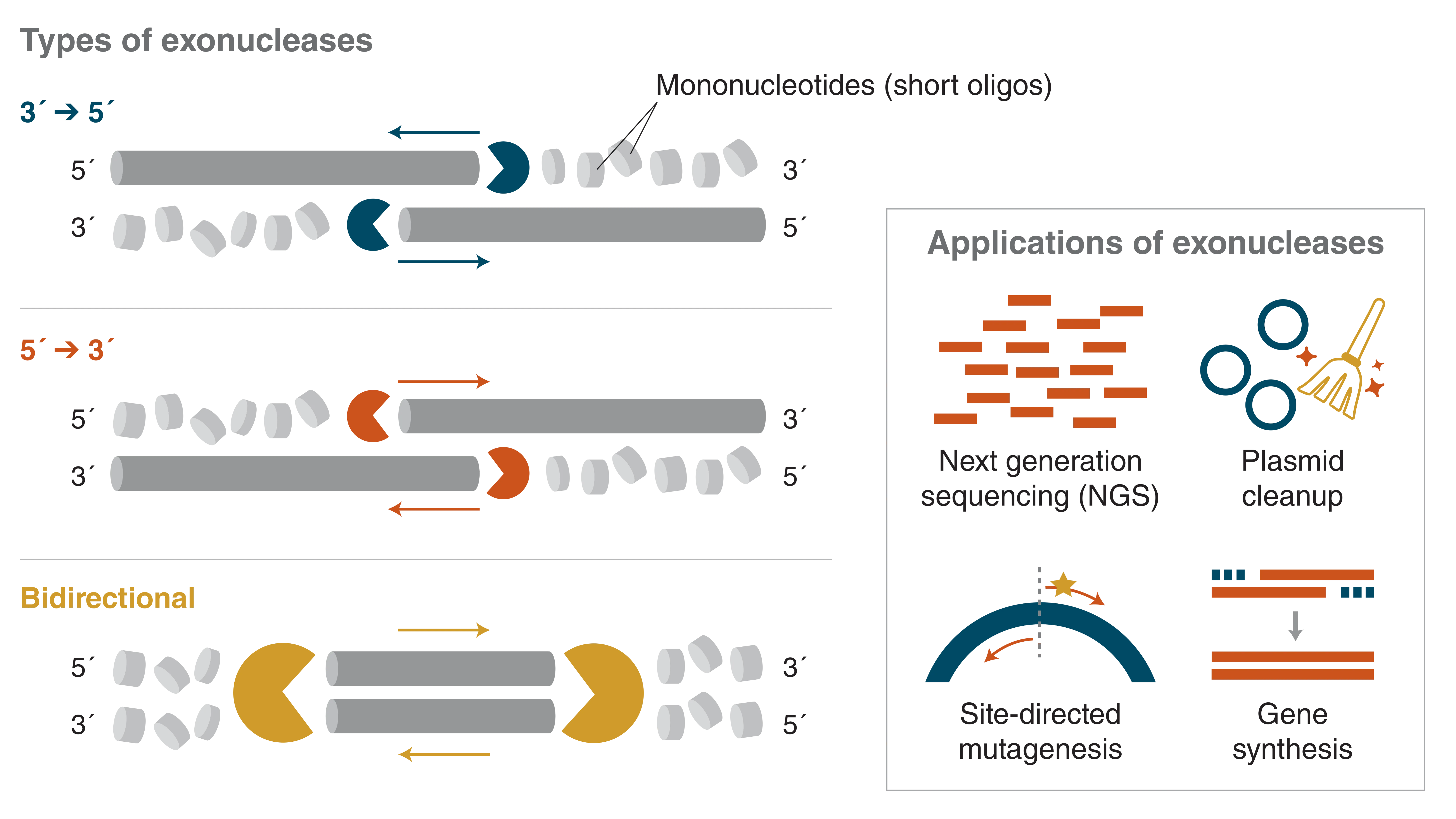 Infographic showing types of exonucleases
