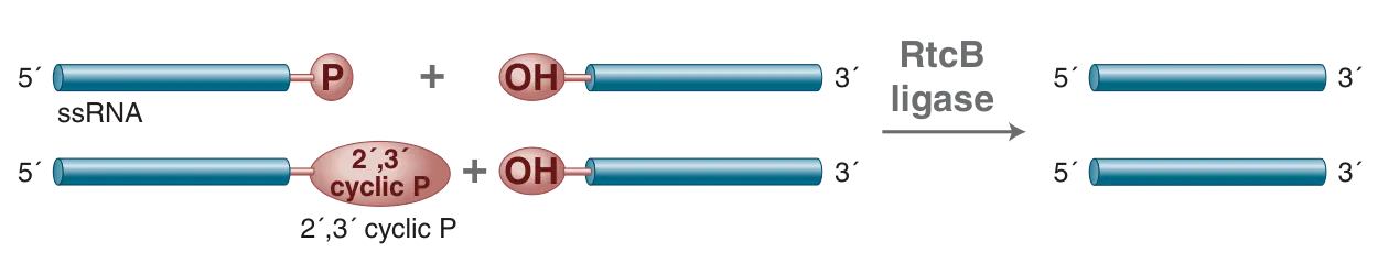 RtcB Ligase mechanism