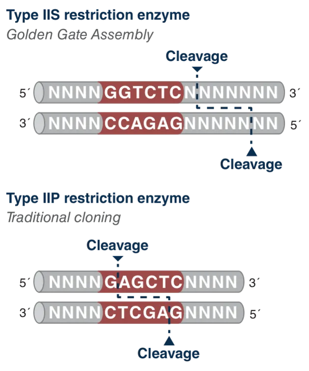 Comparison of TypeIIS and TypeIIP cleavage sites