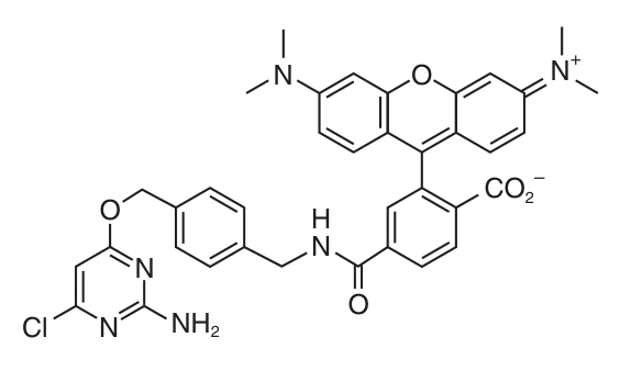 SNAP-Cell® TMR-Star structure