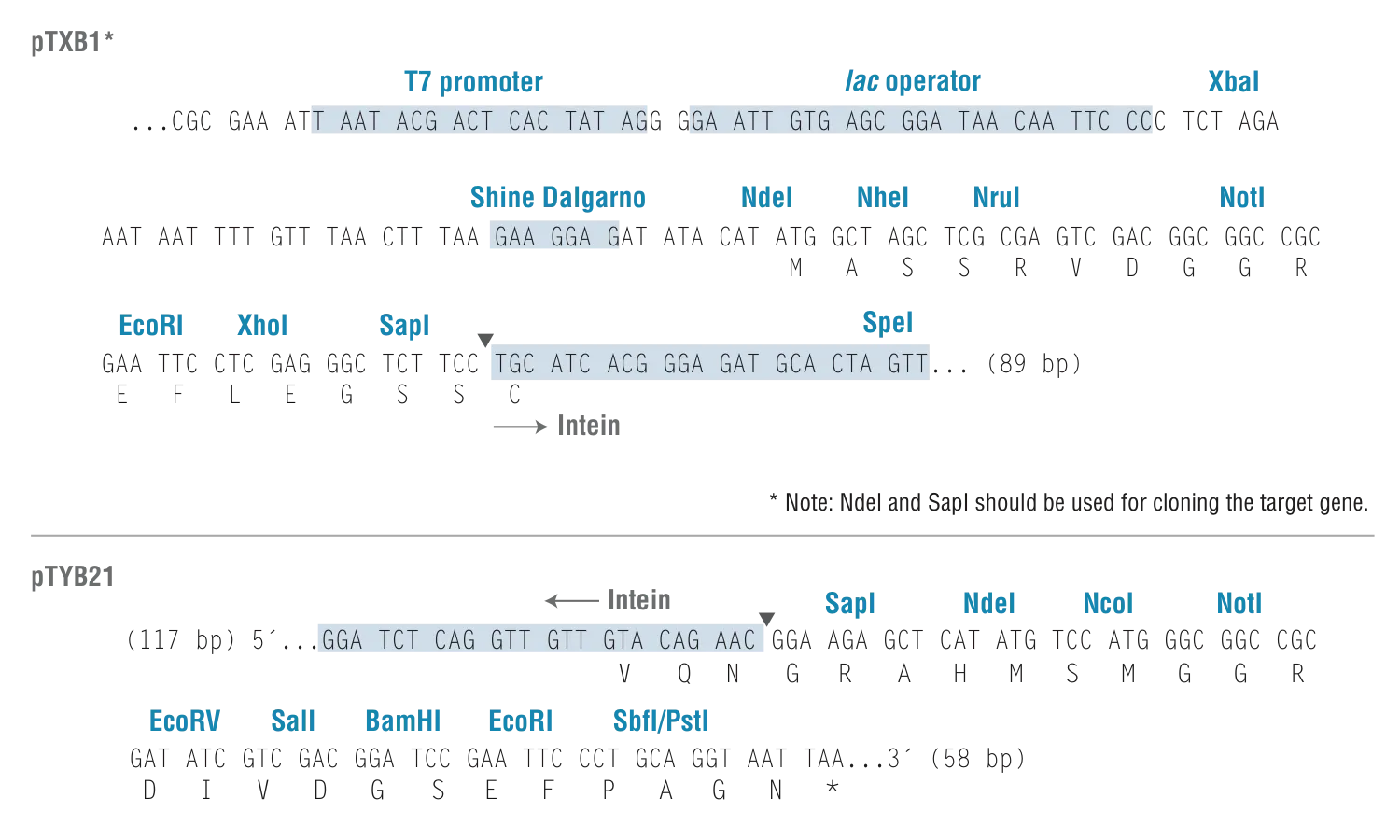 Polylinkers for pTXB1 and pTYB21
