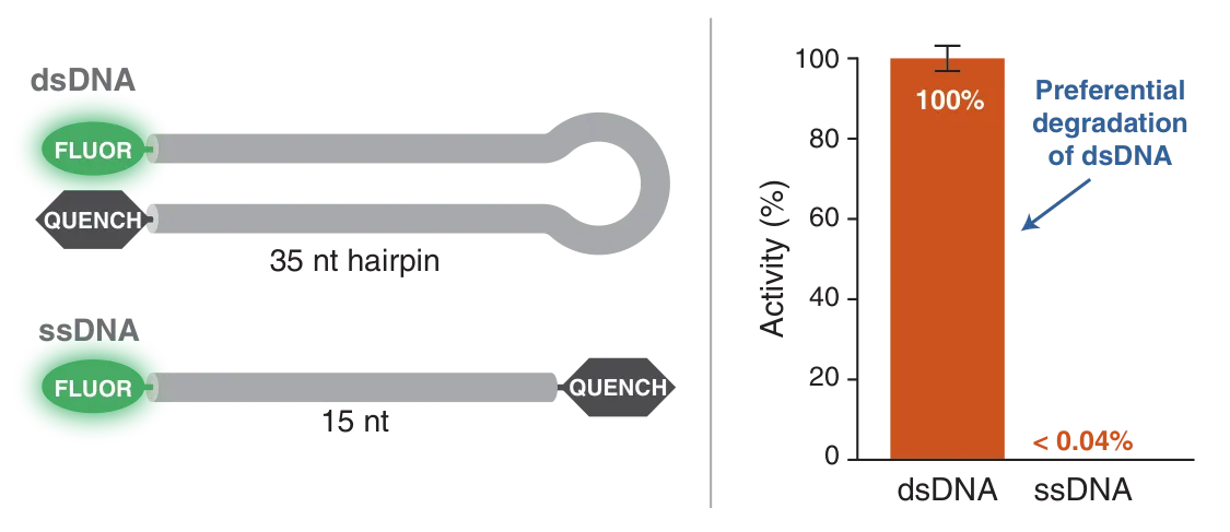 Diagram of degradation preference for dsDNA over ssDNA for Duplex DNase