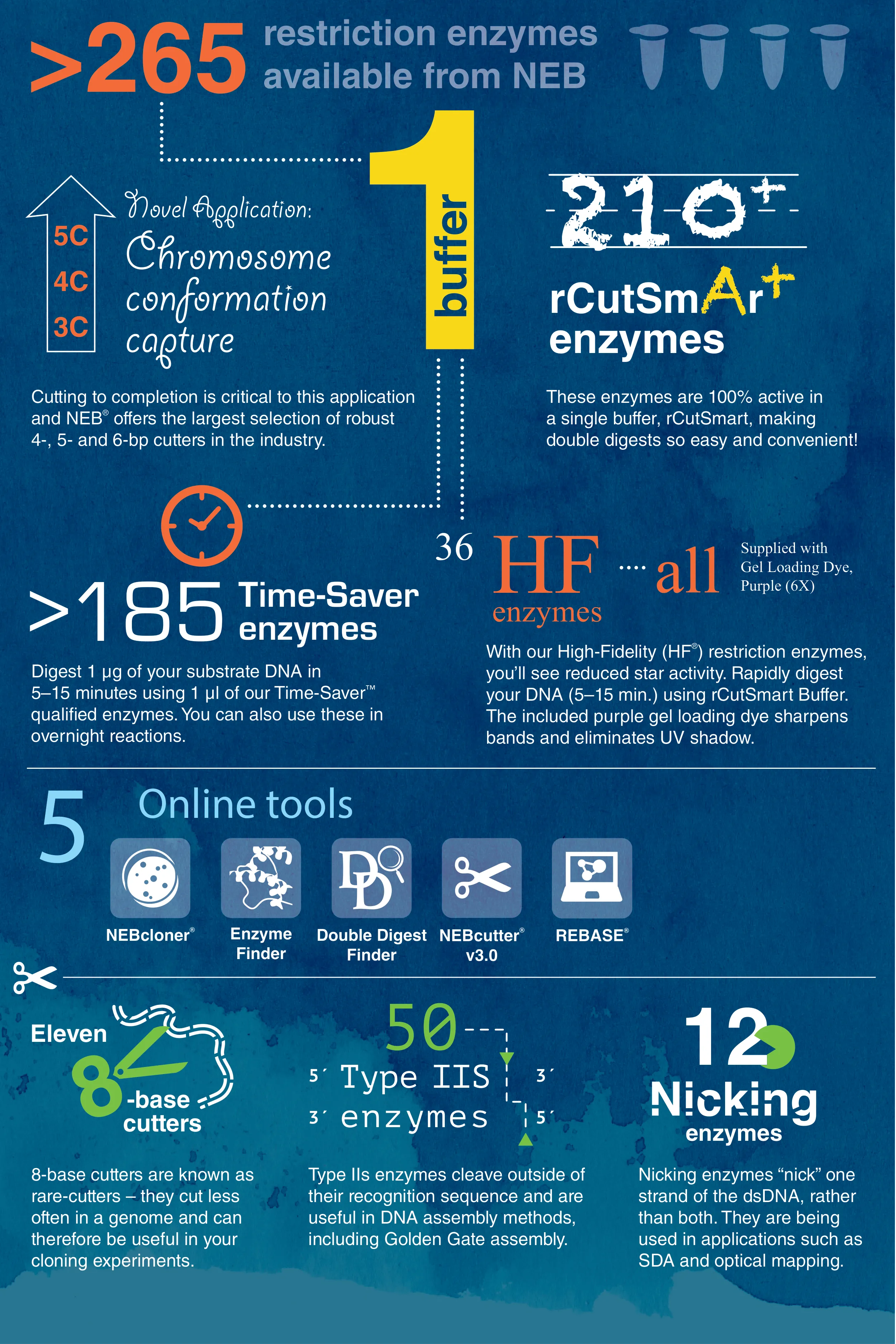 Restriction enzyme infographic 