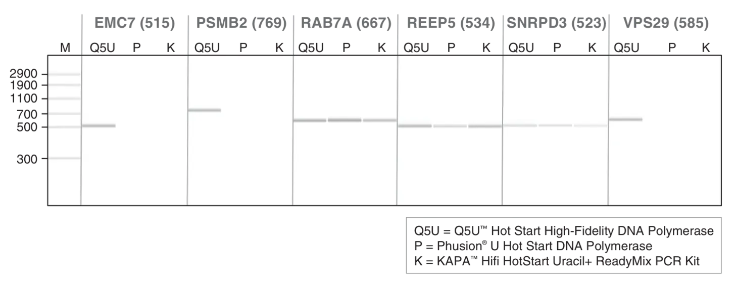 Gel depicting amplification performance for bisulfite-converted DNA