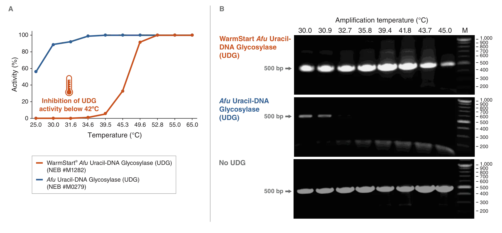 Line graph and gel showing inhibition of UDG below 42°C for WarmStart Afu UDG