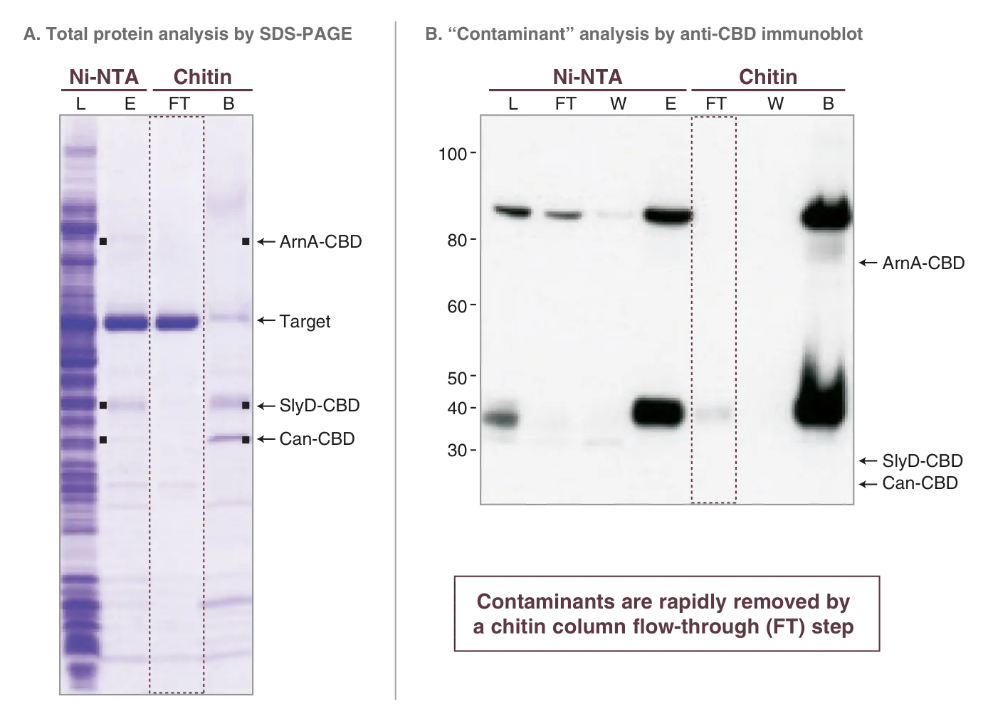 Gel depicting purity of His-tagged proteins with NiCo21(DE3)