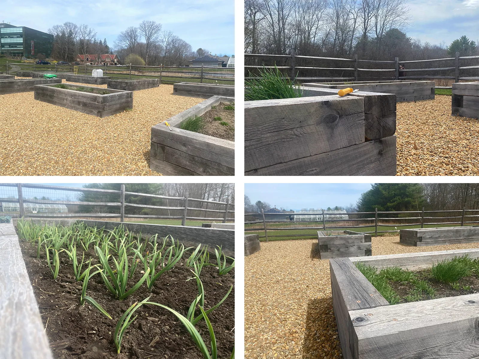 Photos of NEB employee garden site