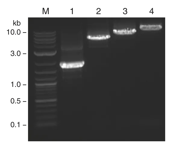 Gel showing cDNA Synthesis of Jurkat RNA