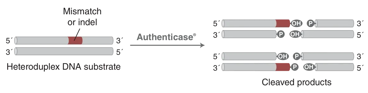 Mechanism of Authenticase
