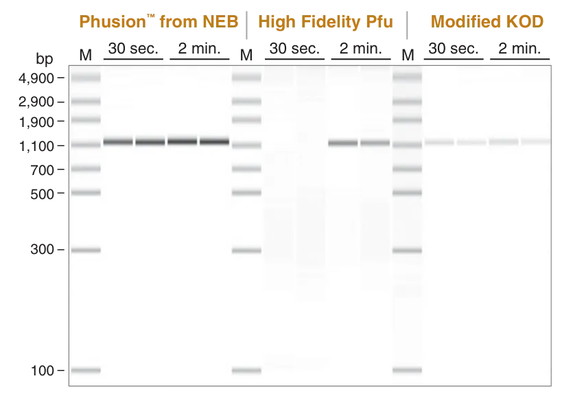 Gel representing robust amplification by Phusion™ DNA Polymerase, as compared to High Fidelity Pfu and Modified KOD