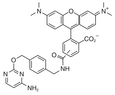 CLIP-Cell TMR-Star structure