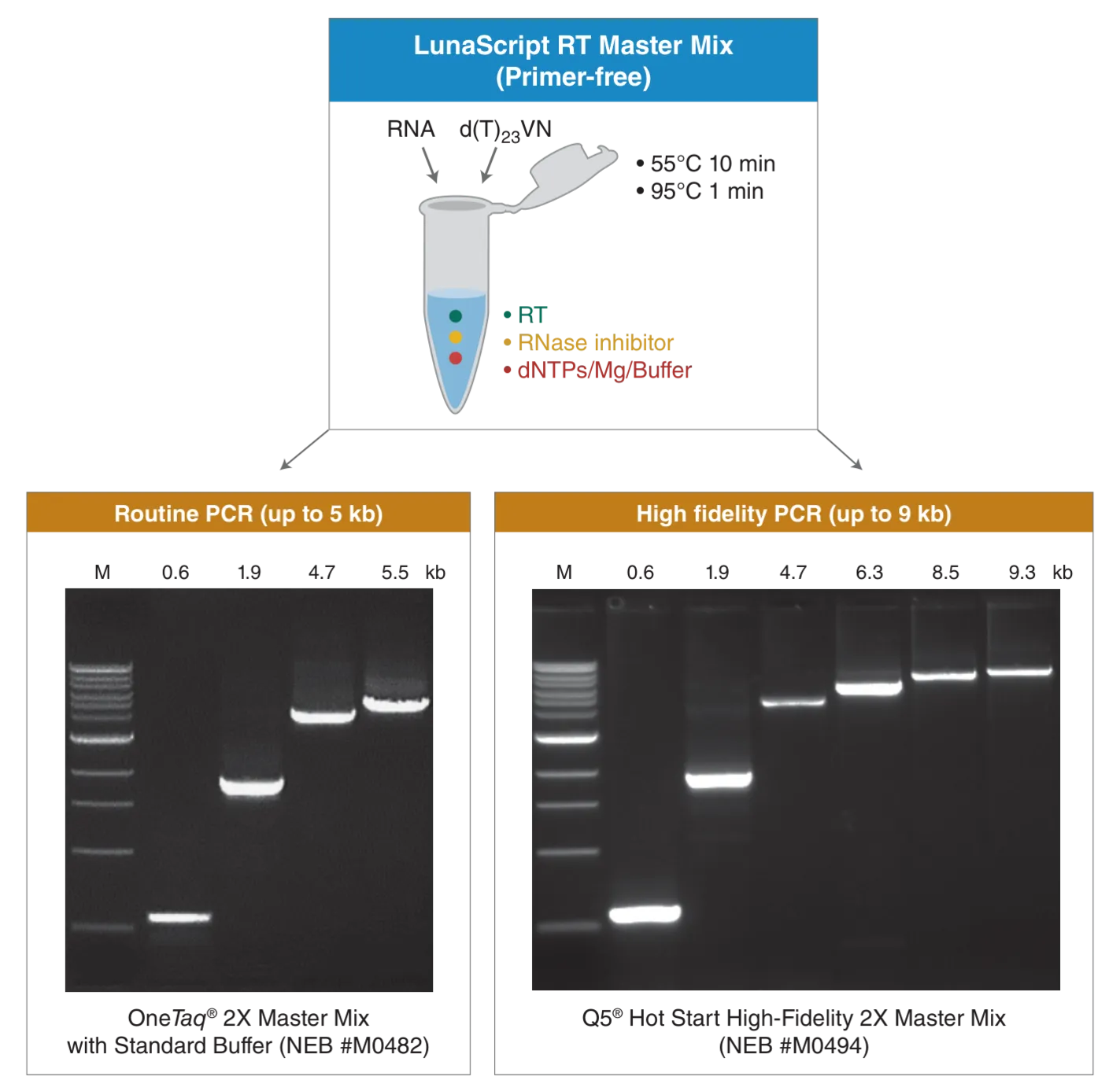Diagram of use of LunaScript® RT Master Mix Kit (Primer-free) for routine PCR up to 5 kb and high-fidelity PCR up to 9 kb