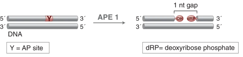 Diagram of mechanism