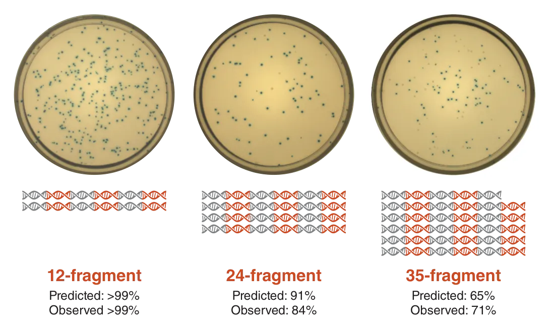12-fragment, 24-fragment and 35-fragment predictions and observed results
