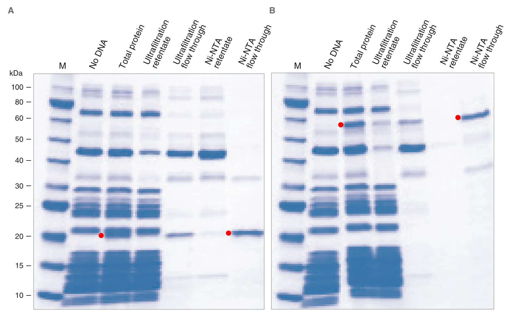 Gel depicting expression of DHFR and T4 DNA Ligase using PURExpress®