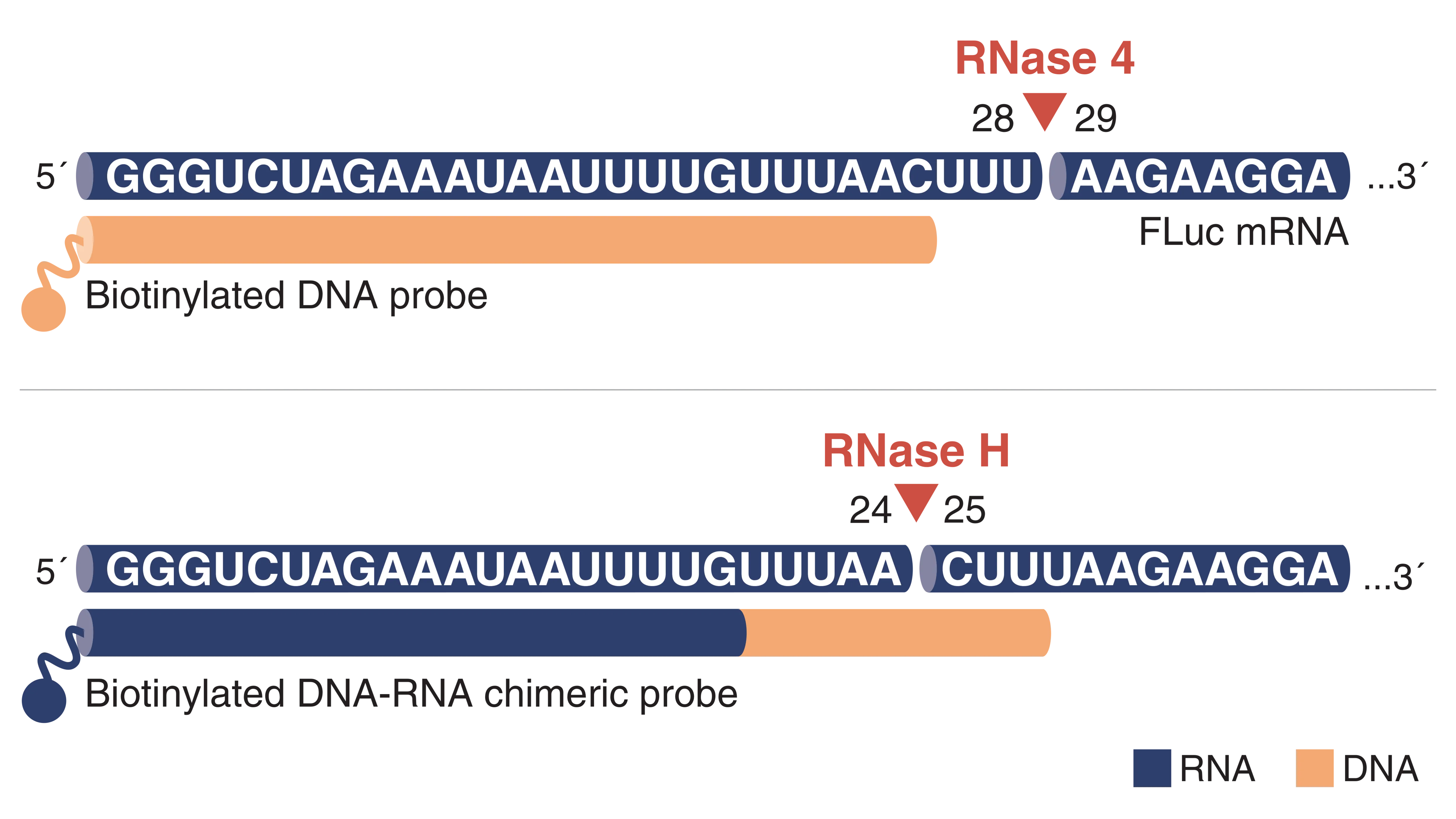 Graphic RNase4 Mechanism