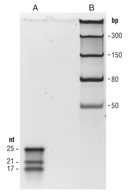 microRNA Marker as compared to Low Range ssRNA Marker