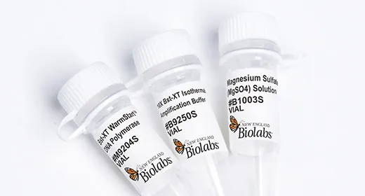Find the Product You Need: Bst-XT WarmStart DNA Polymerase product photo