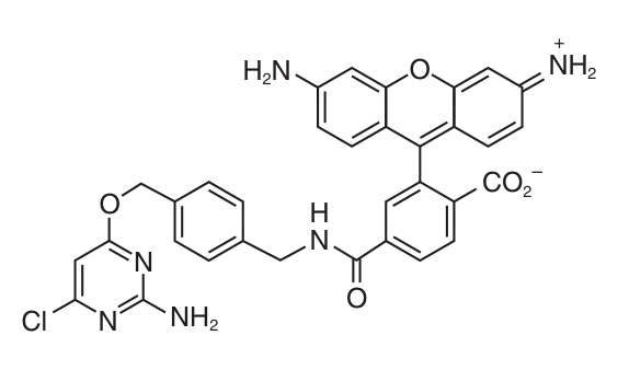 SNAP-Cell® 505-Star structure