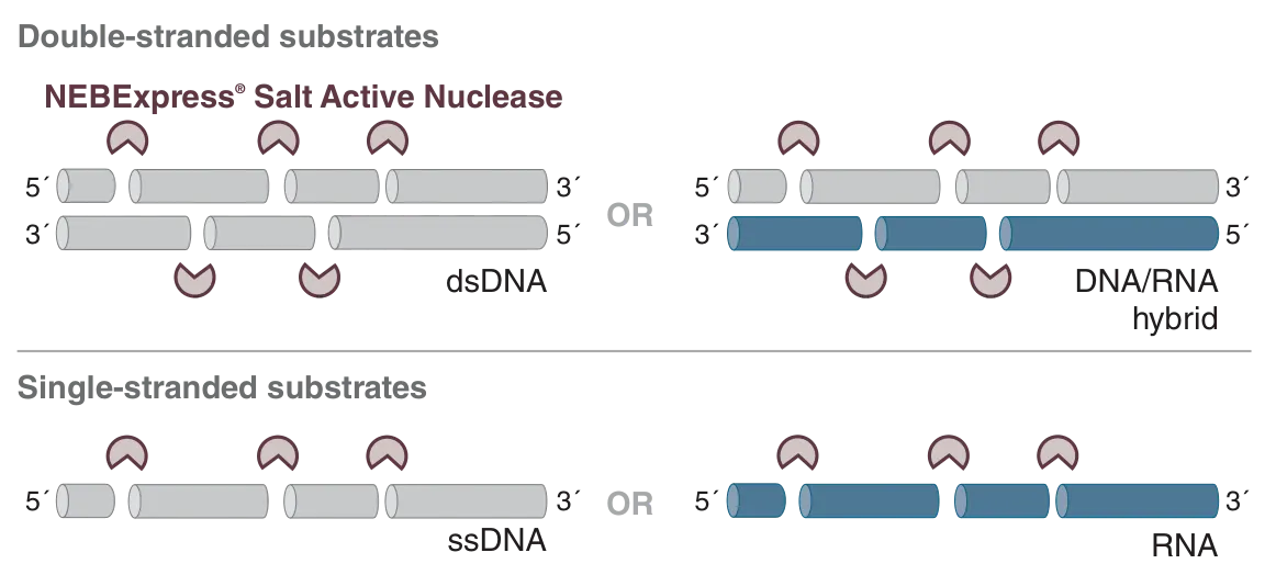 Mechanism of NEBExpress® Salt Active Nuclease with double-stranded and single-stranded substrates