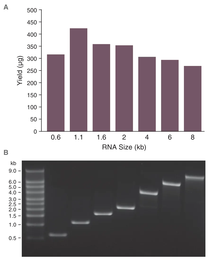 Bar graph and gel showing clean up of large quantities of RNA