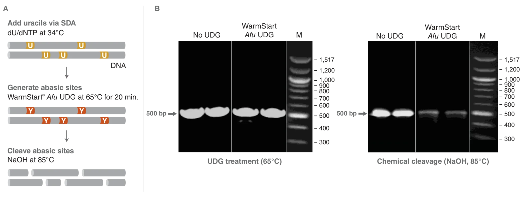 Workflow showing mechanism of WarmStart Afu UDG, followed by gel showing efficient digestion of UDG