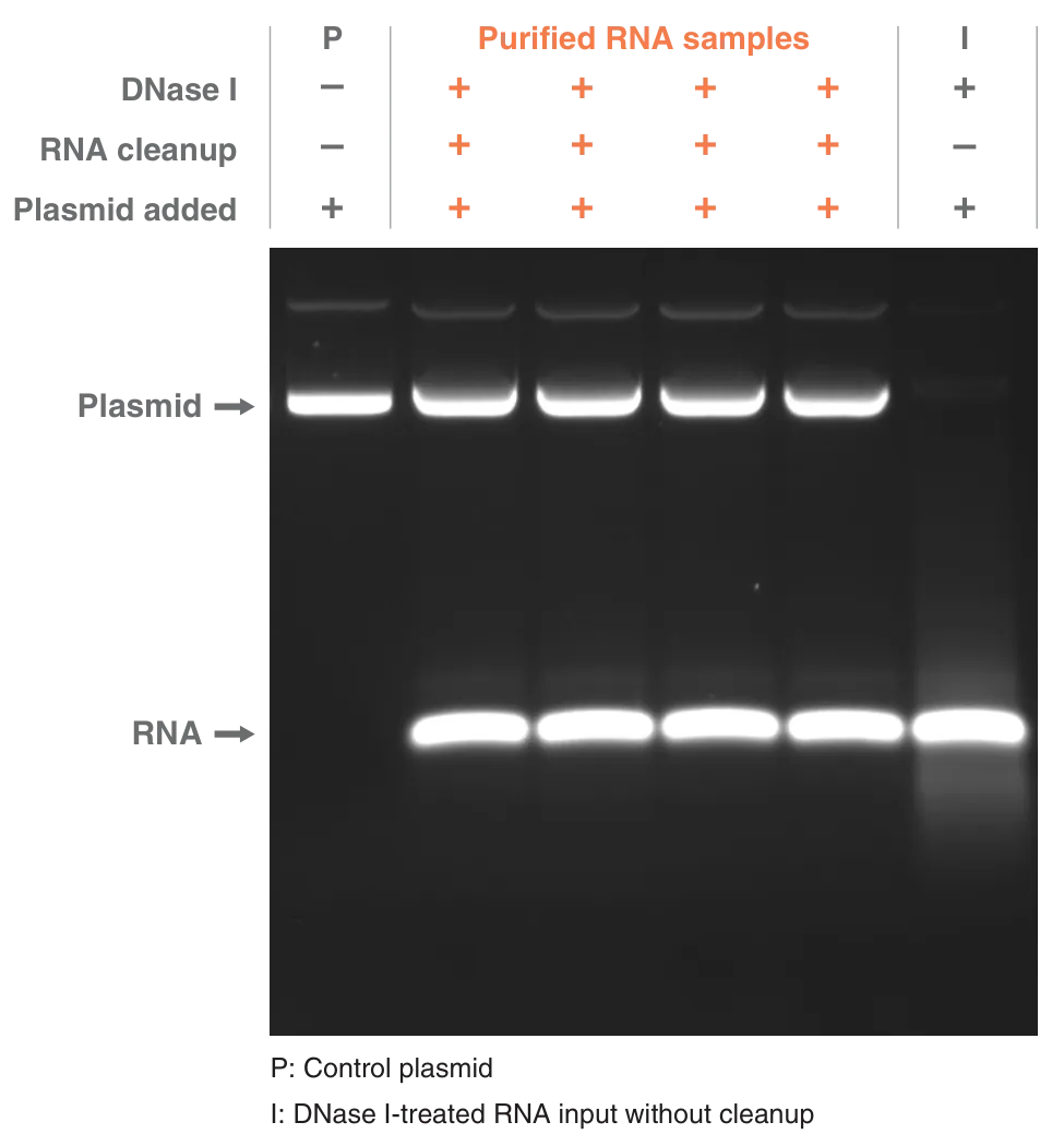 Gels depicting protein removal for DNase I-treated RNA samples before cleanup, RNA samples after cleanup and control plasmid without DNase I treatment