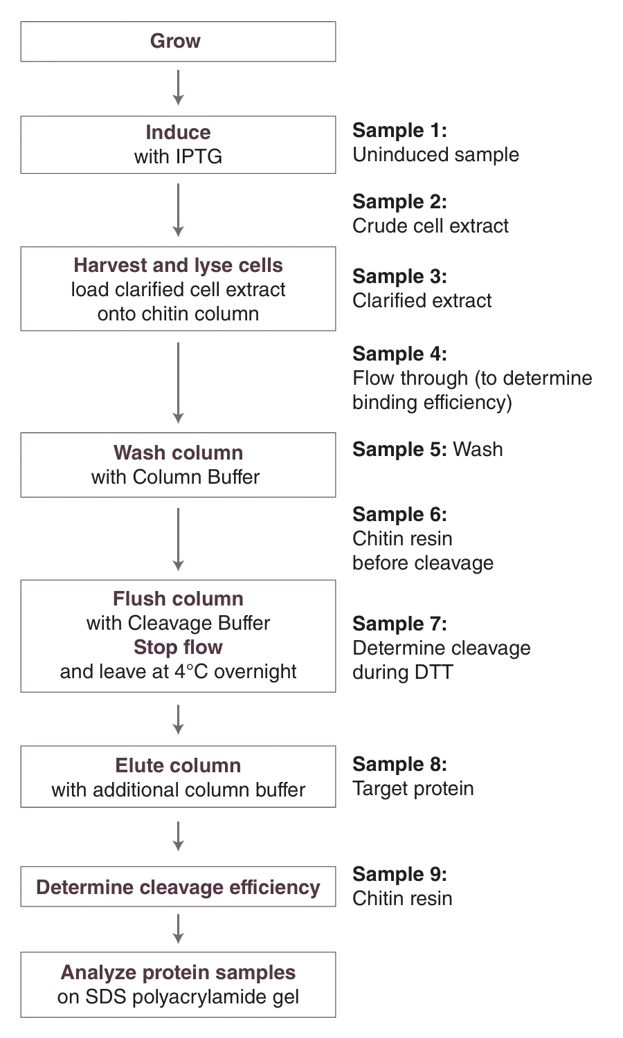 Protocol steps for protein expression using the IMPACT Kit