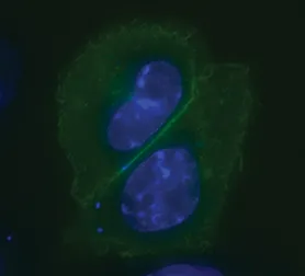 CHO-K1 cells transfected with pCLIPf-NK1R
