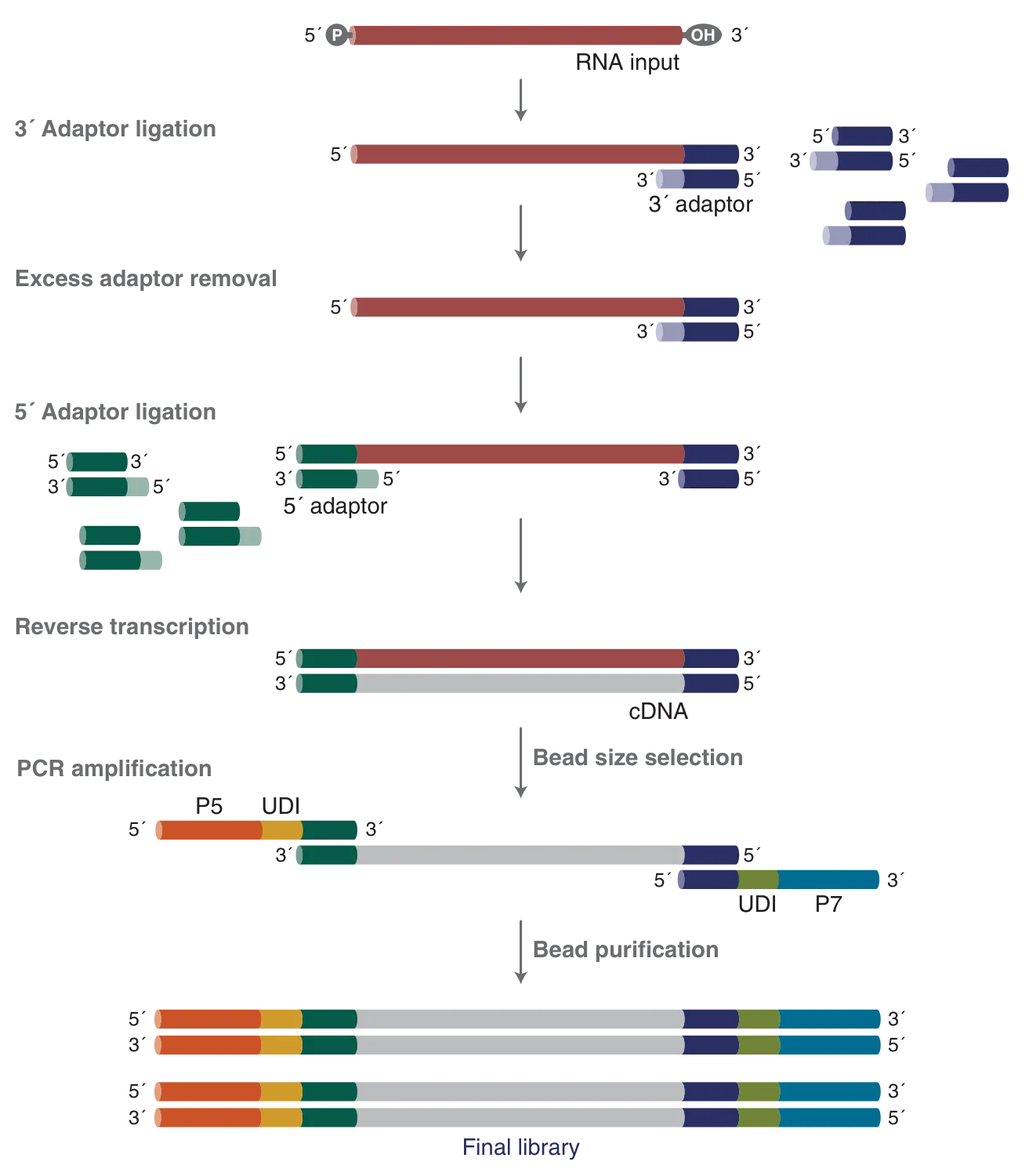 Workflow for NEBNext Low-bias Small RNA Library Prep Kit