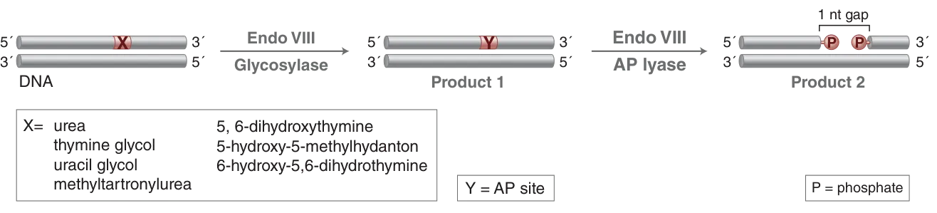 Diagram of mechanism